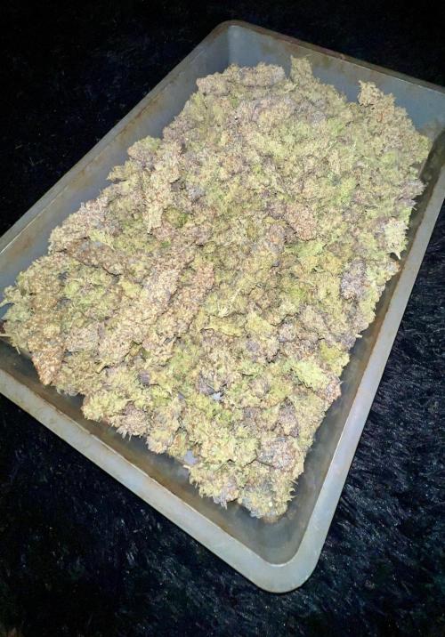 Gorilla Runtz. Week 10
