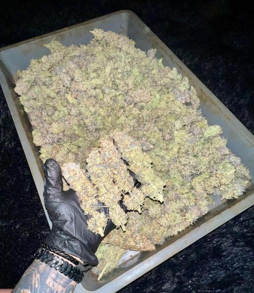 Gorilla Runtz. Week 10