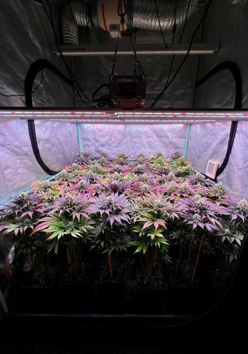 Gold Bar Kush. Week 9