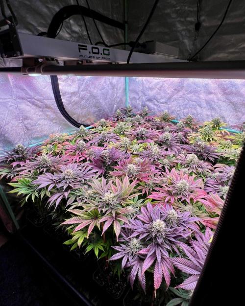 Gold Bar Kush. Week 9