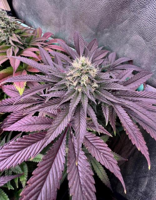 Gold Bar Kush. Week 9