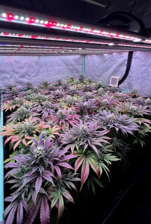 Gold Bar Kush. Week 9
