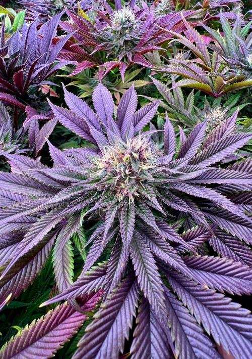 Gold Bar Kush. Week 9
