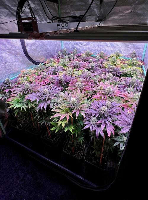 Gold Bar Kush. Week 9