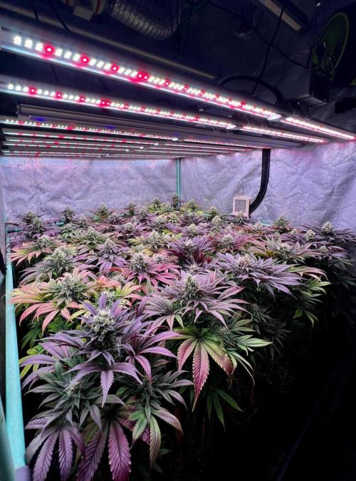 Gold Bar Kush. Week 9