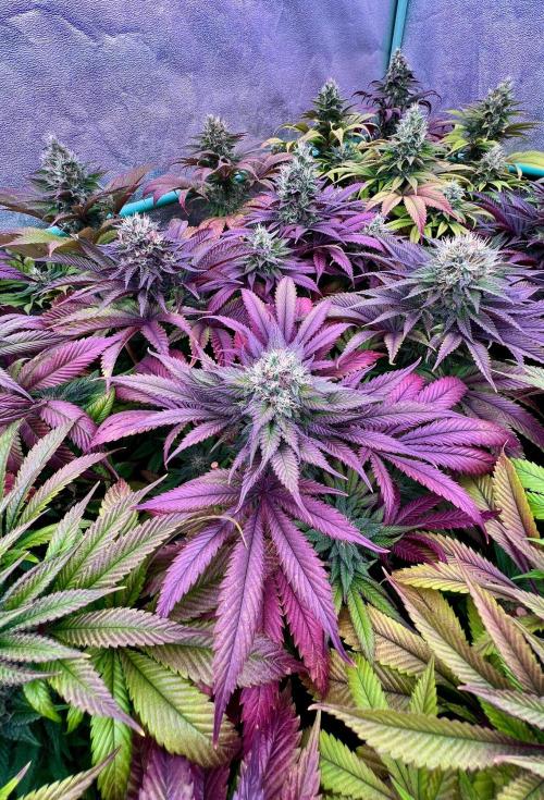 Gold Bar Kush. Week 9