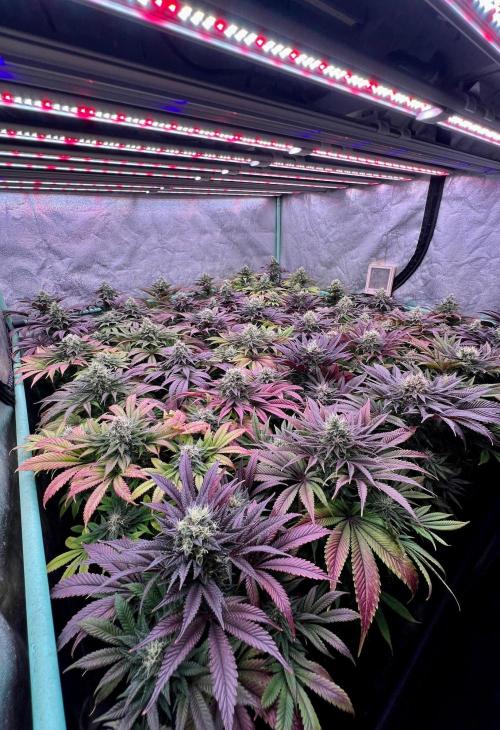 Gold Bar Kush. Week 9