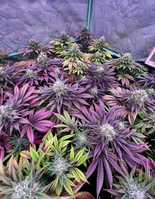 Gold Bar Kush. Week 9