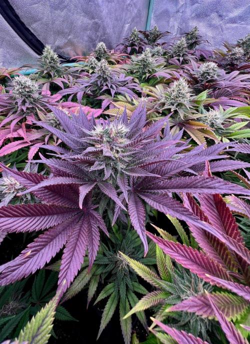 Gold Bar Kush. Week 9
