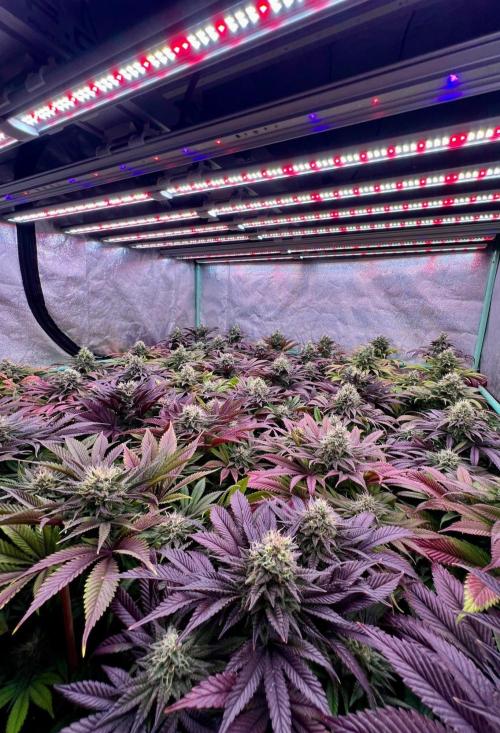 Gold Bar Kush. Week 9