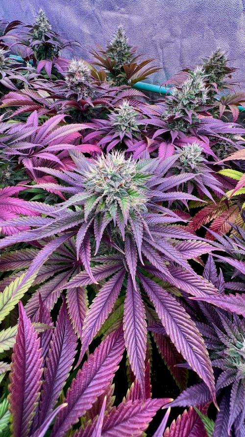 Gold Bar Kush. Week 9