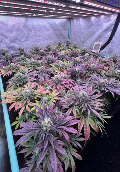 Gold Bar Kush. Week 9