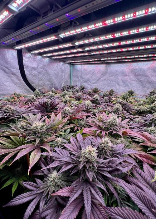 Gold Bar Kush. Week 9