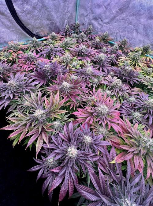 Gold Bar Kush. Week 9