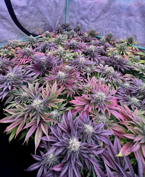 Gold Bar Kush. Week 9