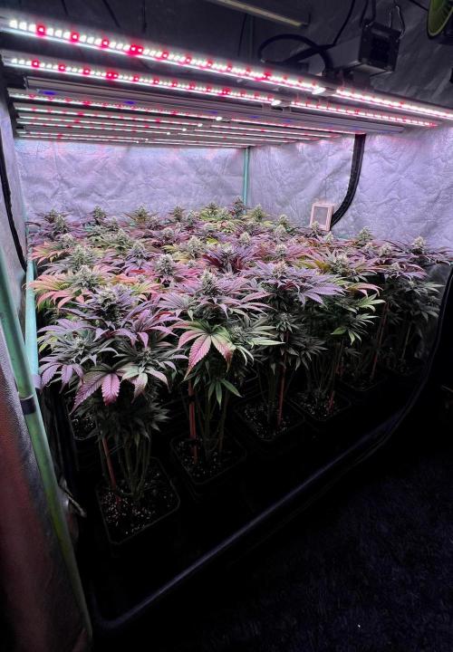 Gold Bar Kush. Week 9