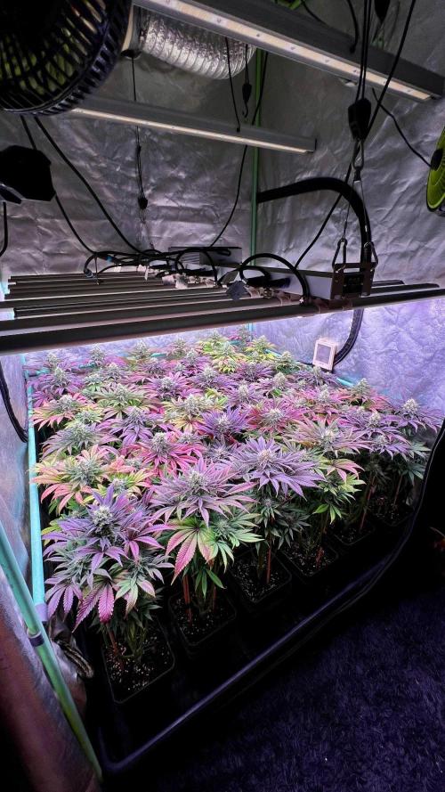 Gold Bar Kush. Week 9