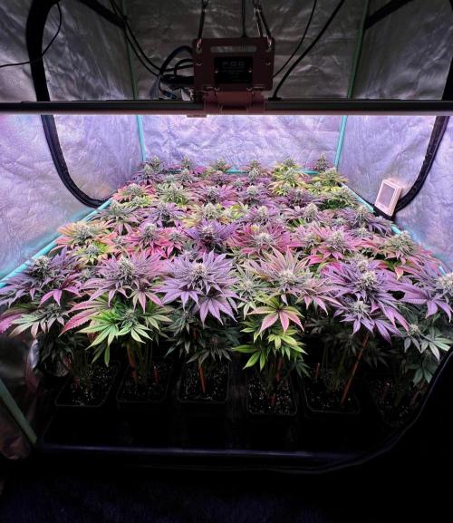Gold Bar Kush. Week 9