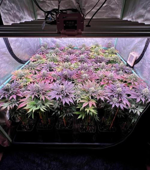 Gold Bar Kush. Week 9