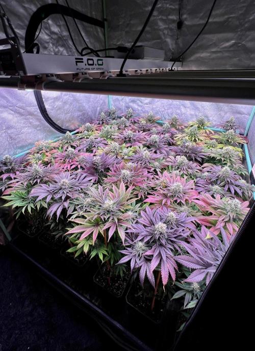 Gold Bar Kush. Week 9