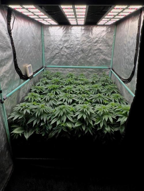 Mint Runtz. Week 4