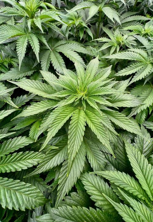 Mint Runtz. Week 4