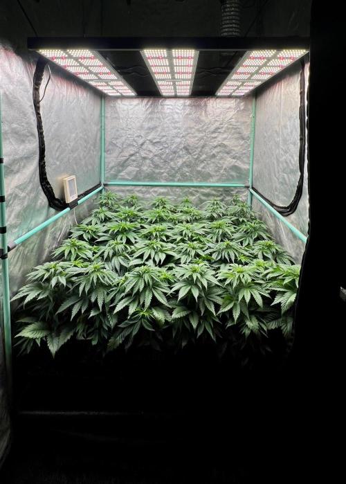 Mint Runtz. Week 4