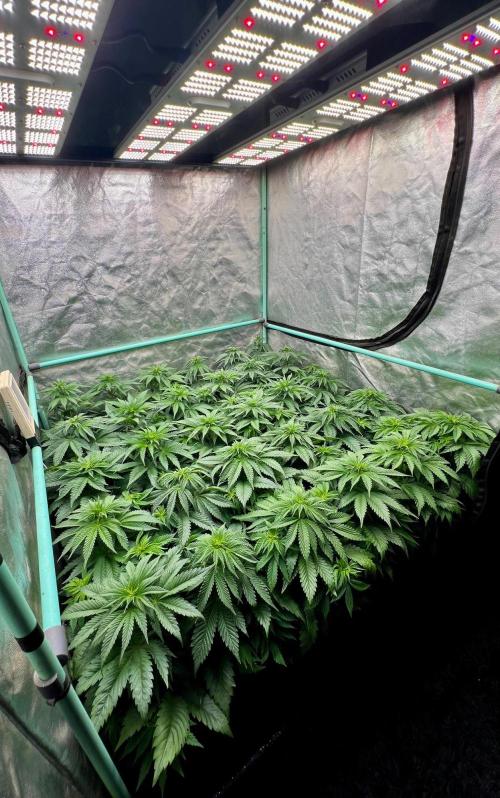 Mint Runtz. Week 4