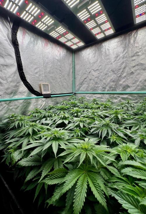 Mint Runtz. Week 4