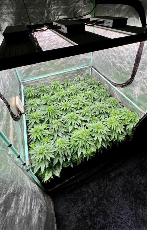 Mint Runtz. Week 4