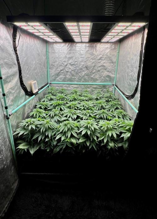 Mint Runtz. Week 4