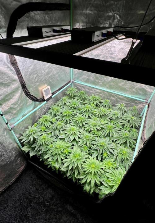 Mint Runtz. Week 4