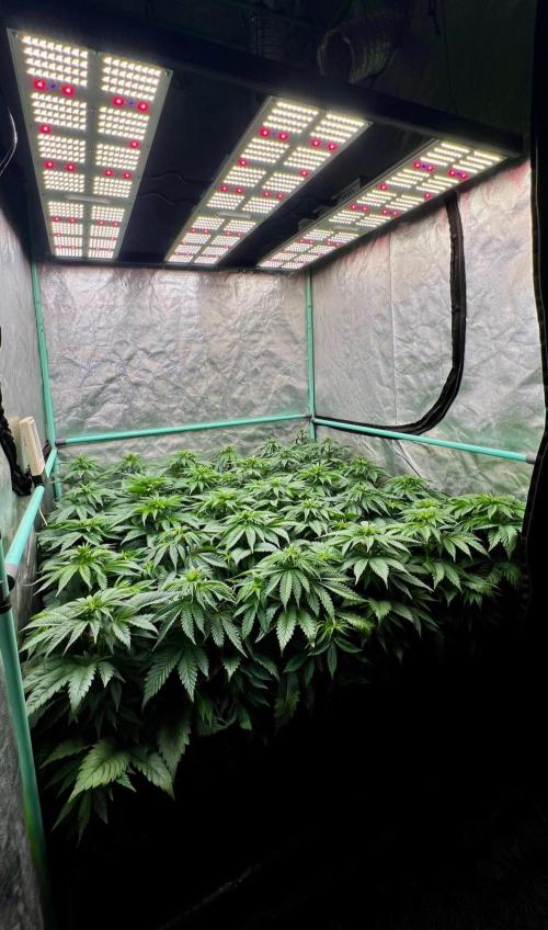 Mint Runtz. Week 4