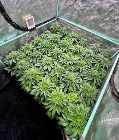 Mint Runtz. Week 4