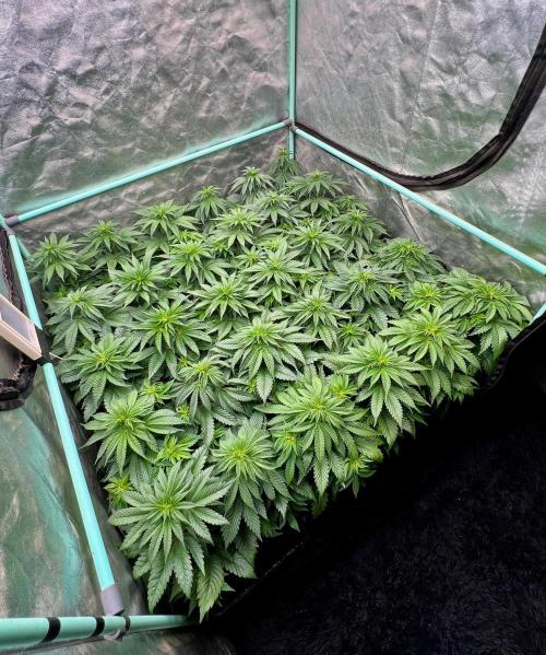 Mint Runtz. Week 4