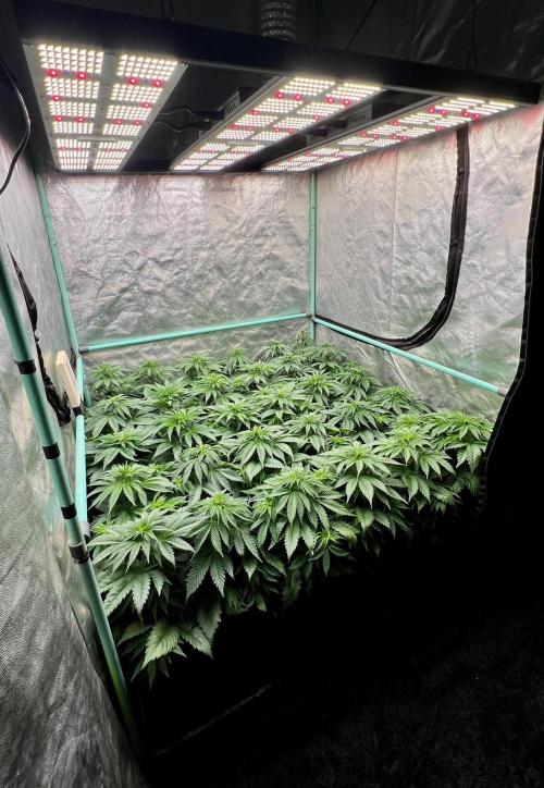 Mint Runtz. Week 4