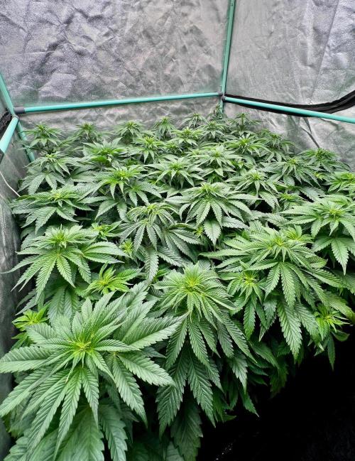 Mint Runtz. Week 4