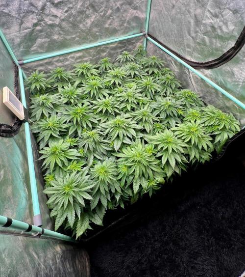 Mint Runtz. Week 4