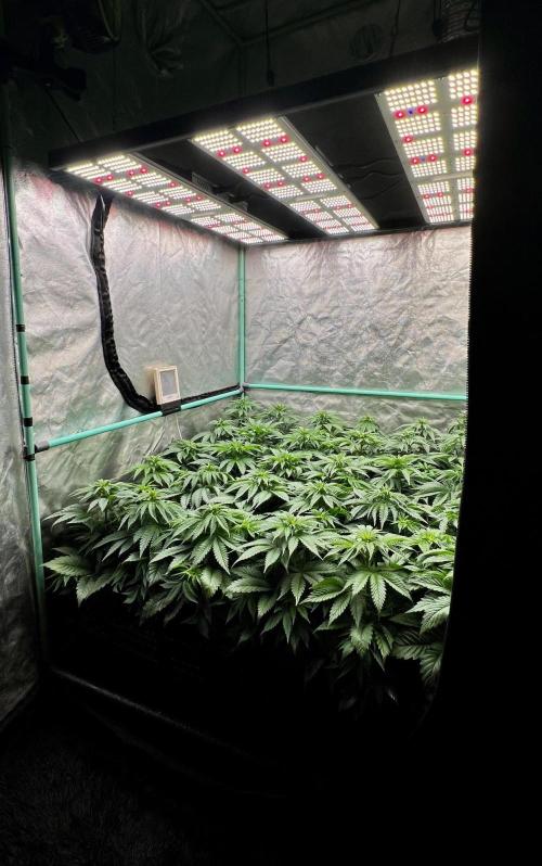 Mint Runtz. Week 4
