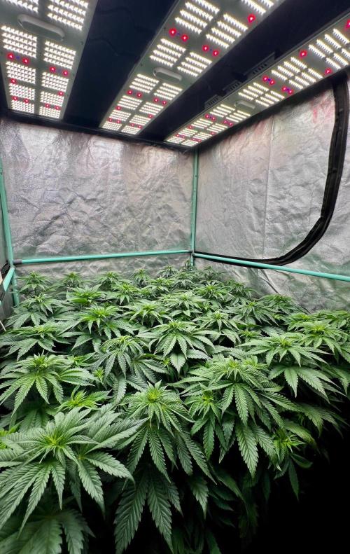 Mint Runtz. Week 4