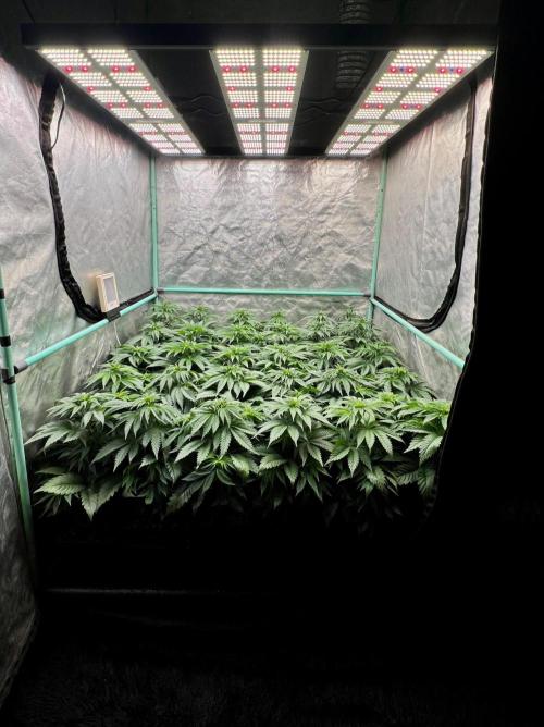 Mint Runtz. Week 4