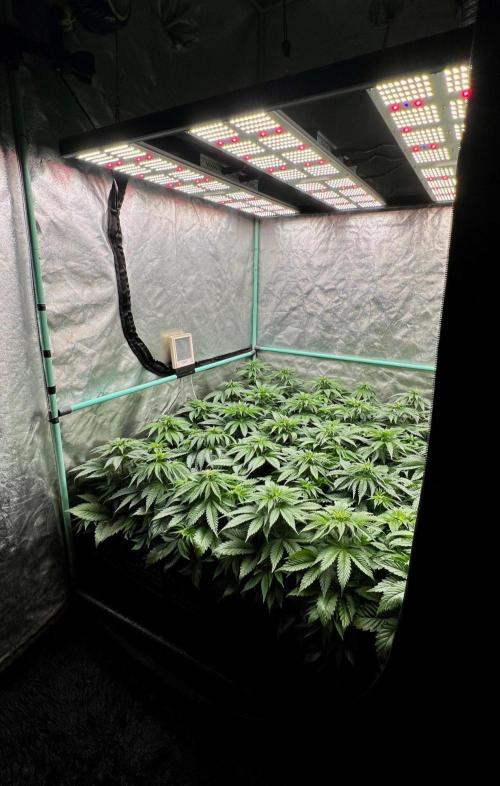 Mint Runtz. Week 4