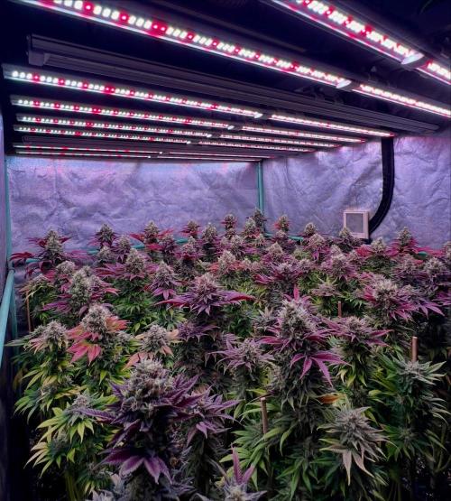 Gold Bar Kush. Week 10