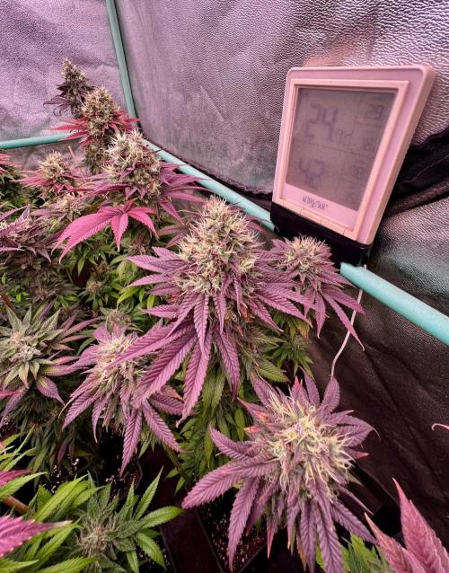 Gold Bar Kush. Week 10
