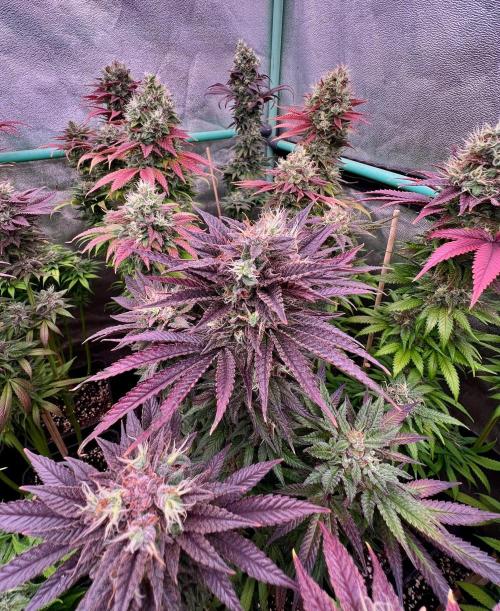 Gold Bar Kush. Week 10