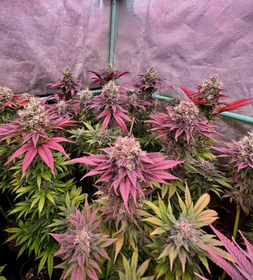 Gold Bar Kush. Week 10