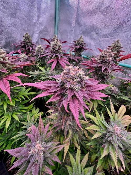 Gold Bar Kush. Week 10
