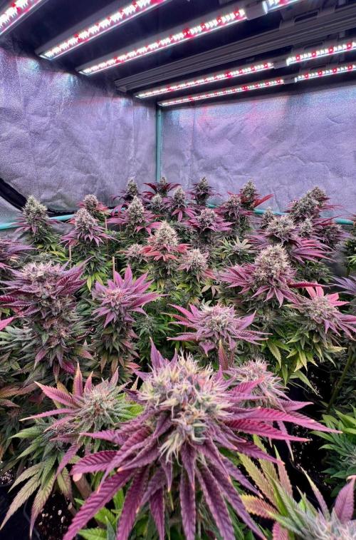 Gold Bar Kush. Week 10
