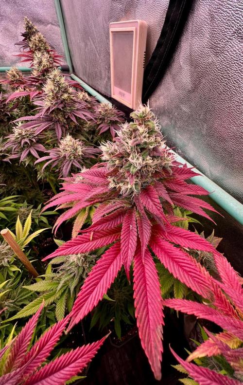 Gold Bar Kush. Week 10