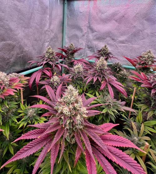 Gold Bar Kush. Week 10